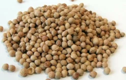 KIRSCHKERNE 'CHRIESISTEI' GEREINIGT UND GETROCKNET - 500G